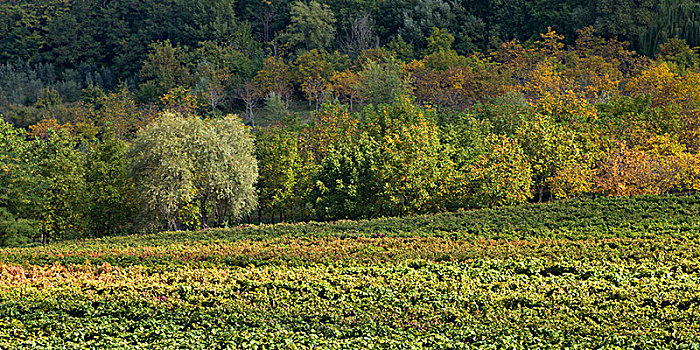 风景,葡萄园,秋天,托斯卡纳,意大利
