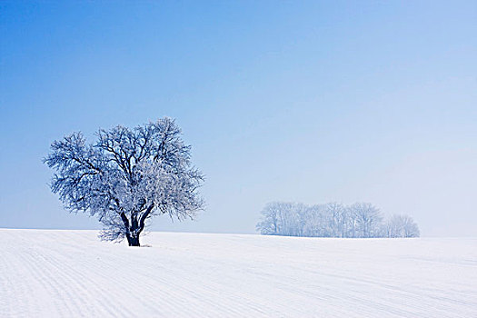 冬季风景,靠近,区域,捷克共和国,欧洲