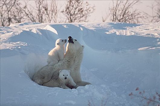 北极熊,母兽,玩雪,三个,老,瓦普斯克国家公园,北方,曼尼托巴,加拿大