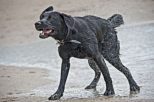 驯服,狗,成年,黑色,拉布拉多犬,复得,抖动,海洋,水,外套,英格兰,英国,欧洲