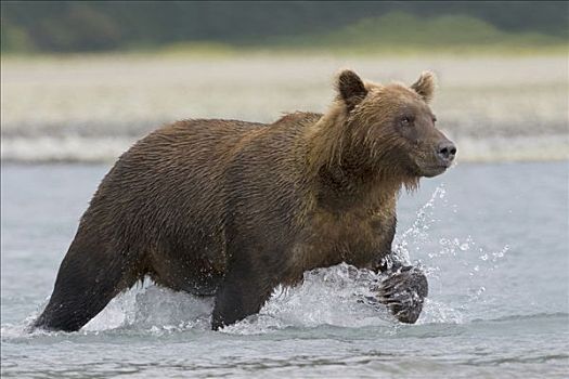 大灰熊,棕熊,河
