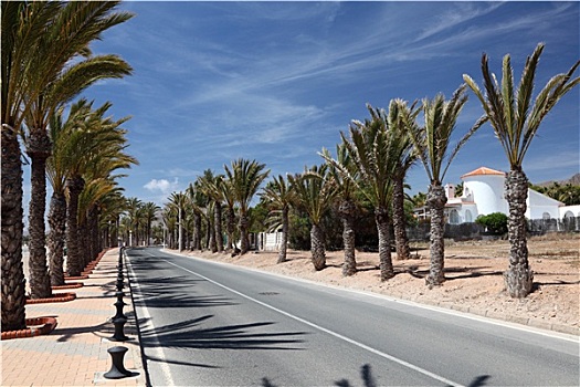 道路,棕榈树,区域,穆尔西亚,西班牙