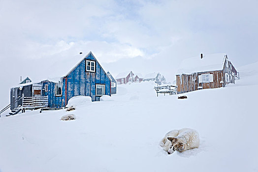 冬季风景,木质,屋舍,狗,卷曲,向上,雪地