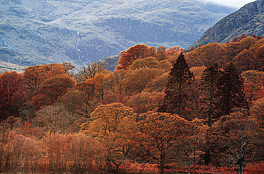 秋天,秋色,风景,湖区,英格兰