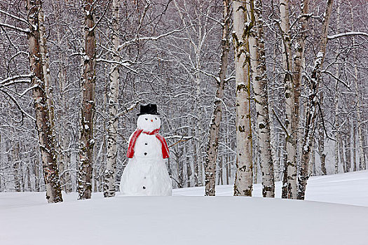 雪人,戴着,围巾,黑色上衣,帽子,站立,积雪,桦树,树林,俄罗斯,春天,公园,阿拉斯加,冬天