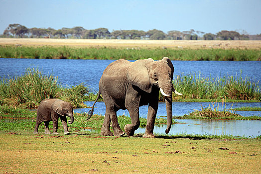 非洲象,动物,小动物,安伯塞利国家公园,肯尼亚,非洲