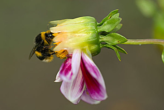 大黄蜂,熊蜂,芽,哈勒姆,荷兰北部,荷兰