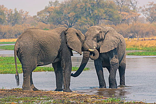博茨瓦纳,奥卡万戈三角洲,两个,幼兽,雄性,大象,非洲象,玩,水