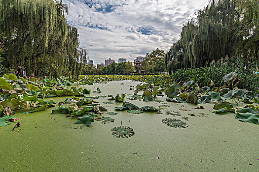 翠湖公园