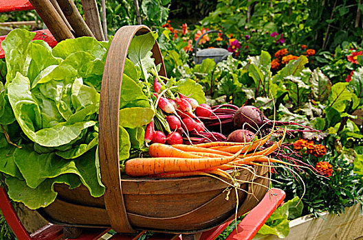 新鲜,收获,夏天,蔬菜,洋葱,萝卜,胡萝卜,莴苣,甜菜根,浅底篮,花园,椅子,英格兰,欧洲