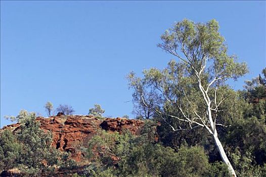 仰视,峡谷,卡瑞吉尼国家公园,区域,西澳大利亚