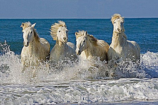 卡马格,马,牧群,驰骋,海滩,法国南部
