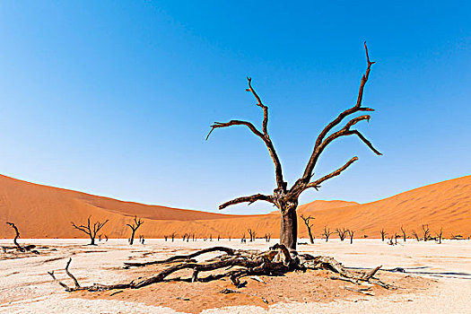死,金合欢树,死亡谷,纳米比亚,荒芜,局部,国家公园,非洲