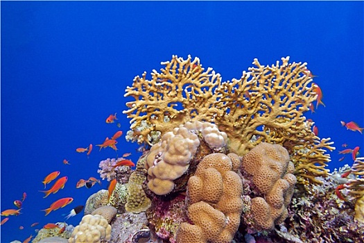 珊瑚礁,珊瑚,异域风情,鱼,仰视,热带,海洋