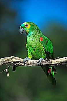 亚马逊河,鹦鹉,成年,栖息,枝头,潘塔纳尔,巴西,南美