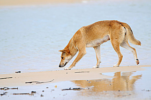 澳洲野狗,弗雷泽岛,澳大利亚