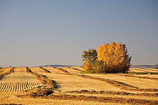 群体,树,变化,彩色,叶子,收获地,艾伯塔省,加拿大