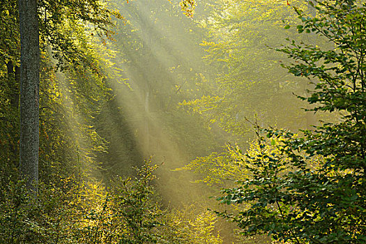 阳光,欧洲山毛榉,树林,施佩萨特,巴伐利亚,德国