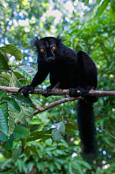 黑狐猴,自然,特别,自然保护区,北方,马达加斯加