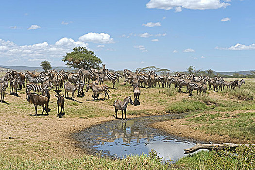 斑马,马,喝,水坑,塞伦盖蒂,坦桑尼亚,非洲
