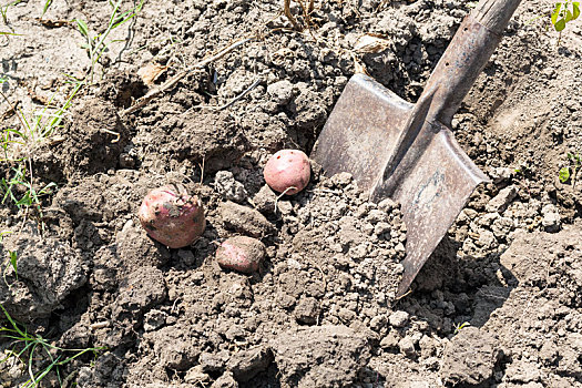 挖,室外,成熟,土豆,铲,花园