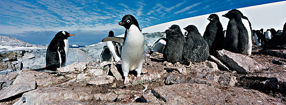 南极,阿德利企鹅,年轻,幼禽,栖息地,西南方,雷麦瑞海峡