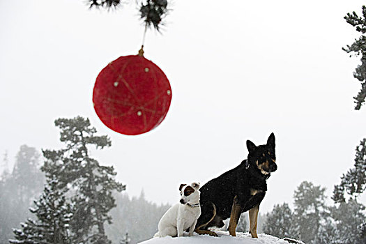 狗,坐,一起,雪,树林,圣诞饰品,悬挂,枝条,前景
