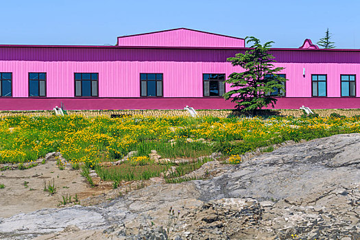 粉红色房子前黄色的花丛,拍摄于山东省安丘市齐鲁酒地景区