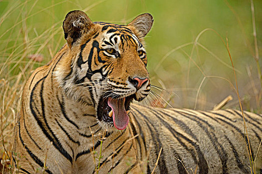 孟加拉虎,虎,哈欠,拉贾斯坦邦,国家公园,印度,亚洲