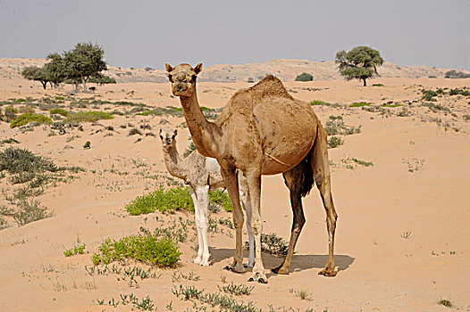 阿曼苏丹国,区域,骆驼,雌性,年轻,荒芜