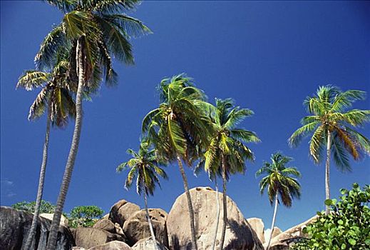 棕榈树,石头,维京果岛,英属维京群岛