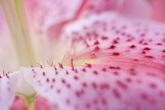 百合,花瓣