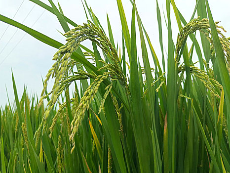 稻米,稻子开花,扬花期