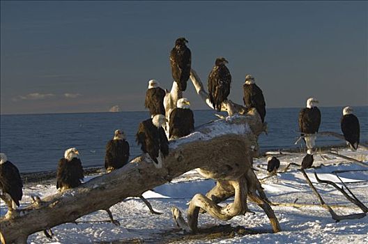 成群,白头鹰,海雕属,雕,栖息,浮木,本垒打,阿拉斯加,美国