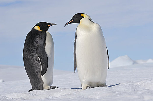 肖像,帝企鹅,雪丘岛,南极