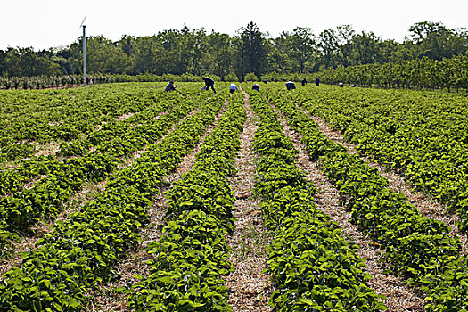 草莓,丰收,安大略省,加拿大