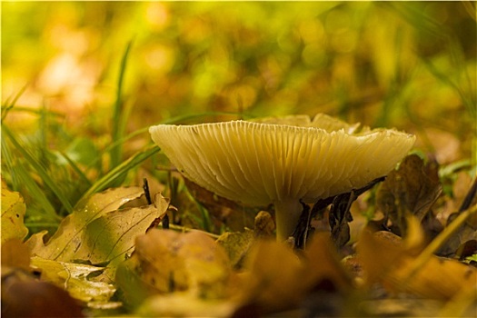 野蘑菇,树林,地面
