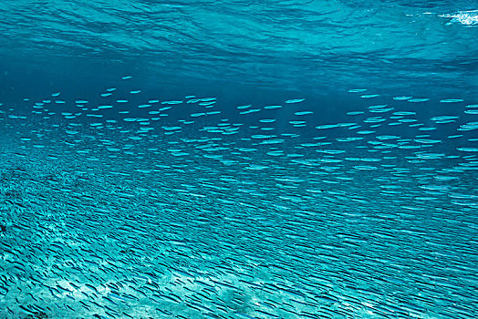 鱼群,游动,水下,蓝色,海洋,汤加,太平洋