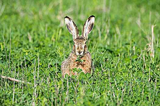 野兔,欧洲野兔,坐,草地,吃,国家公园,湖,布尔根兰,奥地利,欧洲