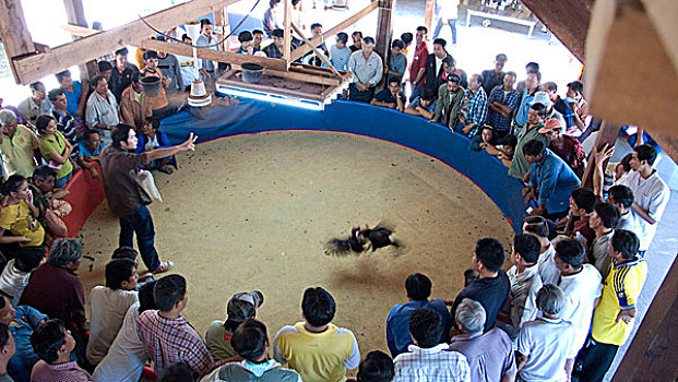 俯视,公鸡,争斗,泰国,一月,2007年