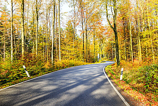 道路,秋天,树林,波希米亚风格,瑞士