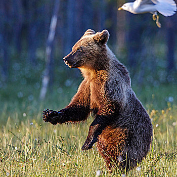 棕熊,竖立,卡瑞里亚,芬兰,欧洲