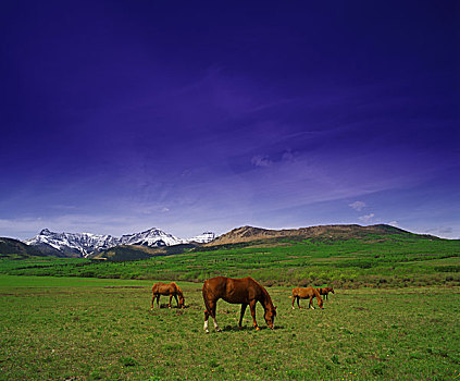 马,放牧,草地,山
