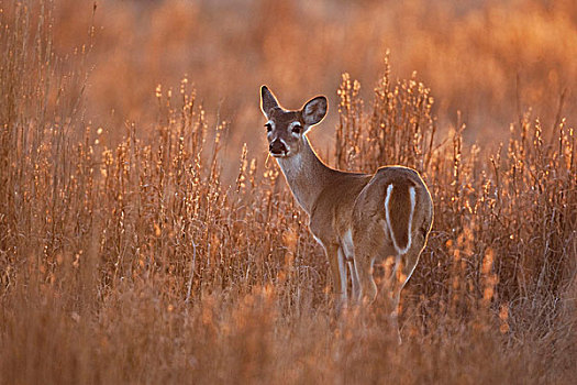 白尾鹿,母鹿,沿岸,弯曲,德克萨斯,美国