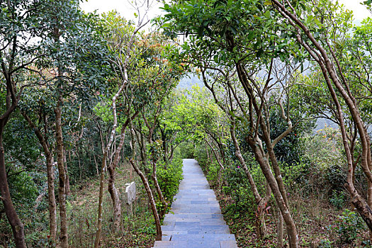 深圳市梧桐山十里杜鹃