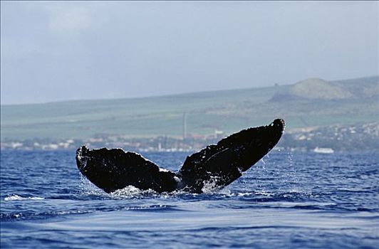 驼背鲸,大翅鲸属,鲸鱼,尾部,鲸,第一,风景,1999年,毛伊岛,夏威夷,提示,照相
