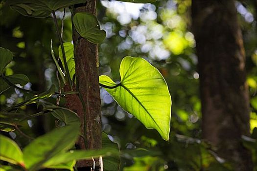 叶子,蔓绿绒属,哥斯达黎加