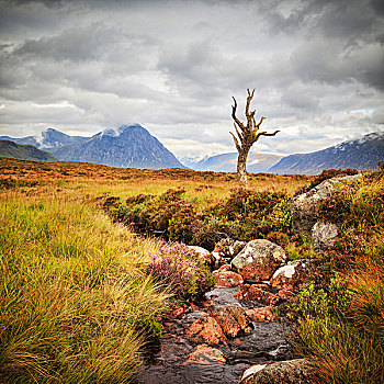 孤木,摄影师,河流,后面,兰诺克沼泽,高地,苏格兰,英国,欧洲