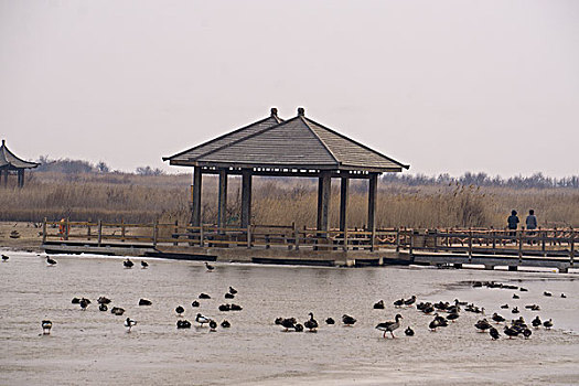 东营黄河入海口湿地