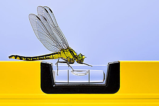 蜻蜓,西部,诱惑,黄色,水平仪